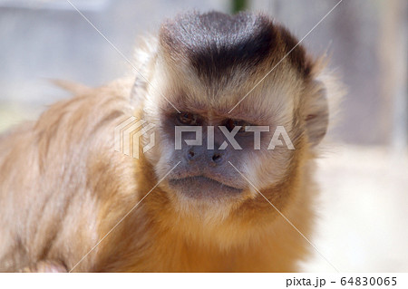 フサオマキザル 64830065