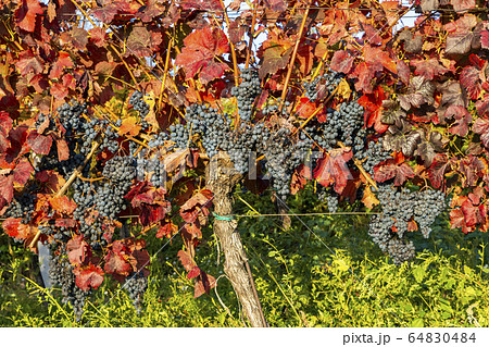 Autumn vineyards in Blatnice pod Svatym 64830484