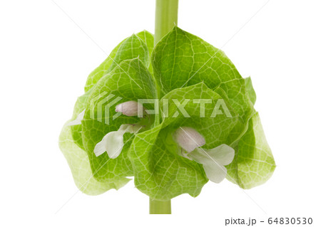 モルセラ 64830530