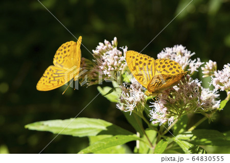 Silver-washed fritillary butterfly in natural Silver-washed fritillary butterfly in natural 64830555