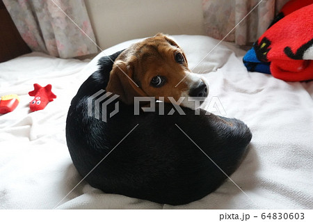 ビーグル 室内犬 中型犬 子犬 パピー 犬の写真素材