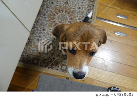 ビーグル 室内犬 中型犬 子犬 パピー 犬 ビーグル 室内犬 中型犬 子犬 パピー 犬 64830605