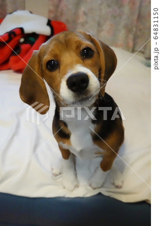 ビーグル 室内犬 中型犬 子犬 パピー 犬 ビーグル 室内犬 中型犬 子犬 パピー 犬 64831150