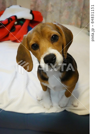 ビーグル 室内犬 中型犬 子犬 パピー 犬の写真素材