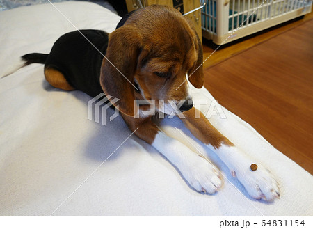 ビーグル 室内犬 中型犬 子犬 パピー 犬 ビーグル 室内犬 中型犬 子犬 パピー 犬 64831154