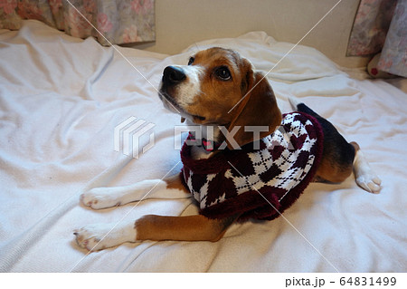 ビーグル 室内犬 中型犬 子犬 パピー 犬 ビーグル 室内犬 中型犬 子犬 パピー 犬 64831499