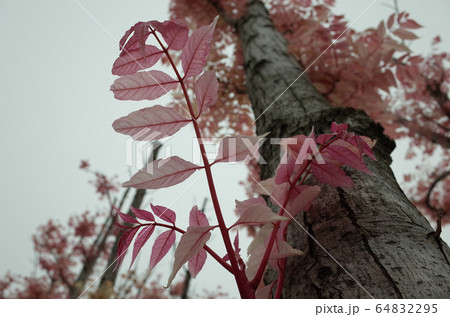 香椿(チャンチン) フラミンゴの写真素材 [64832295] - PIXTA