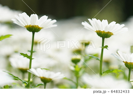 ノースボール ノースボール 64832433