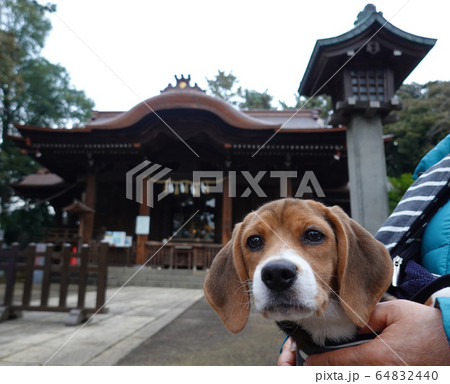ビーグル 神社 子犬 パピー 犬 スリング ビーグル 神社 子犬 パピー 犬 スリング 64832440