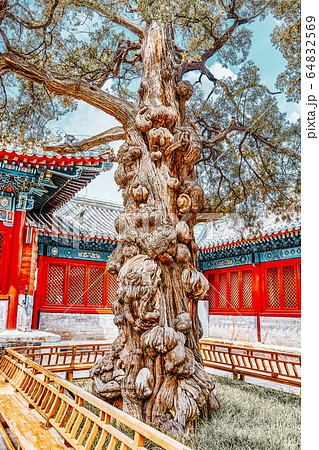 Old tree near Temple of Confucius at Beijing - the 64832569