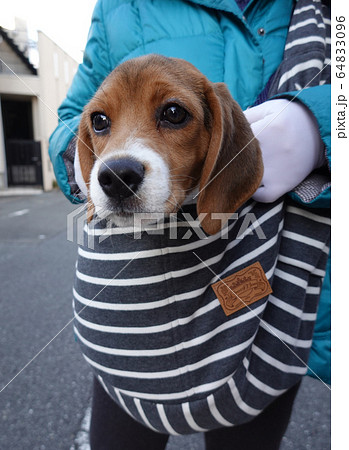 ビーグル スリング 子犬 パピー 犬 抱っこ ビーグル スリング 子犬 パピー 犬 抱っこ 64833096