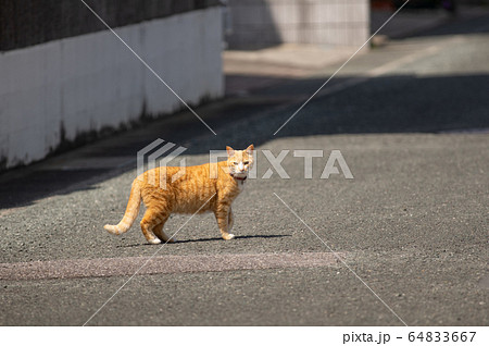 パトロール中 パトロール中 64833667