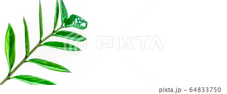 Green plants leaves on white background 64833750