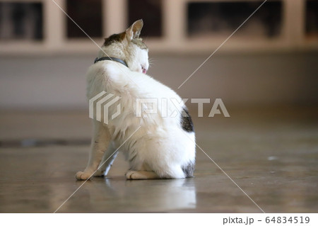 猫 ねこ ネコ 64834519