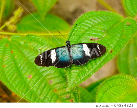 Butterfly native to the tropical rainforest of Butterfly native to the tropical rainforest of 64834823
