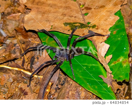 Spider, Corcovado National Park, Osa Peninsula, 64834854