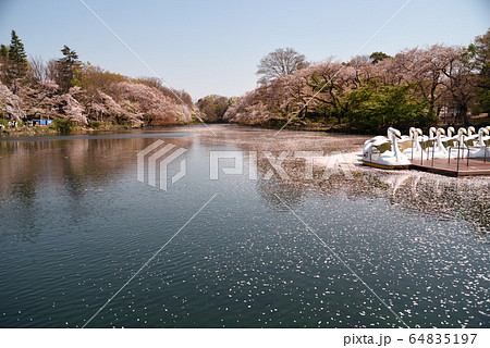 コロナ禍で人が少ない井の頭公園1 コロナ禍で人が少ない井の頭公園1 64835197