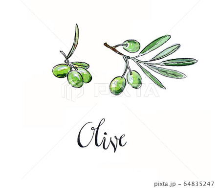 Watercolor green olives 64835247