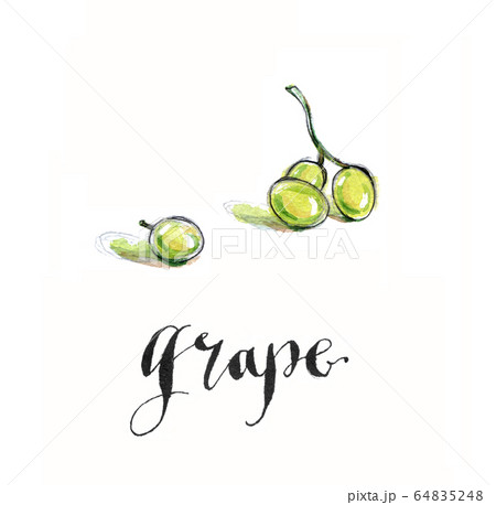 Watercolor green grape Watercolor green grape 64835248