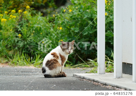 猫・野良猫・白トビ・ボス・四月・モデル風・ポーズ 猫・野良猫・白トビ・ボス・四月・モデル風・ポーズ 64835276