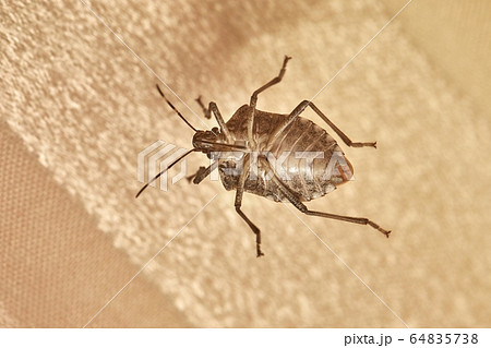 Stink bug closeup 64835738