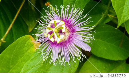Passion flower, Playa del Carmen, Yucatan, Mexico 64835779