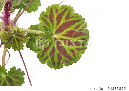 雪の下　ユキノシタ 64835846