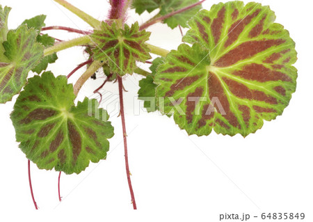 雪の下　ユキノシタ 64835849