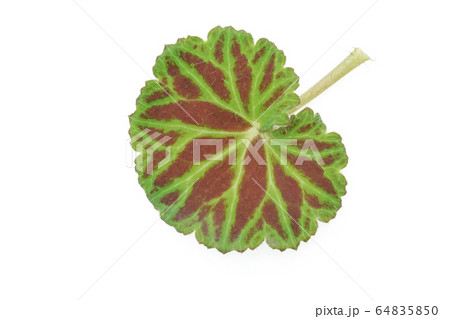 雪の下　ユキノシタ 64835850