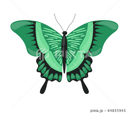 Green Tropical Butterfly, Beautiful Flying Insect for Decorative Element Vector Illustration Green Tropical Butterfly, Beautiful Flying Insect for Decorative Element Vector Illustration 64835943