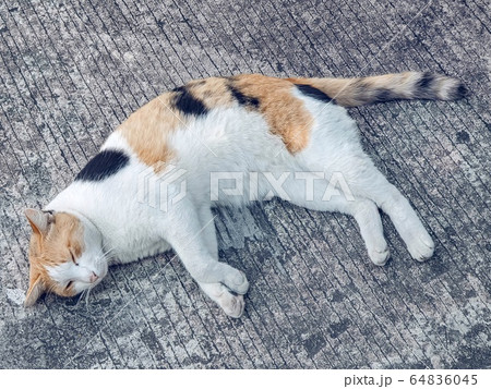 Cat sleeping on the ground Cat sleeping on the ground 64836045