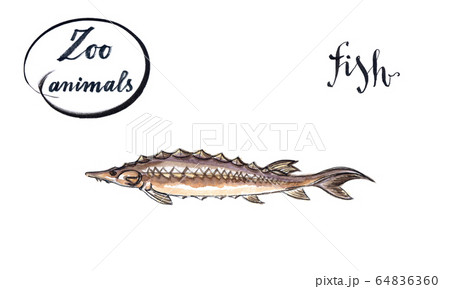 Sturgeon fish, wild life animal 64836360