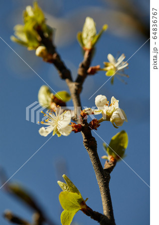 branch of cherry blossom branch of cherry blossom 64836767