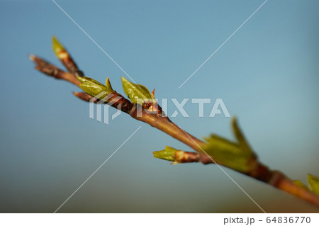 branch and buds branch and buds 64836770