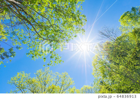 新緑の木々と青空 新緑の木々と青空 64836913