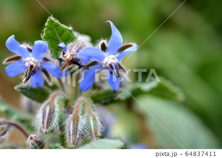 ボリジの青い花 星型 苺のコンパニオンプランツ 家庭菜園 畑 野菜イメージ素材の写真素材