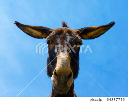 Cute funny mule in Naxos island, Cyclades, Greece Cute funny mule in Naxos island, Cyclades, Greece 64837756