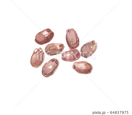 キカラスウリ　種 64837975