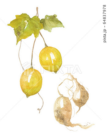 キカラスウリ　実と根 64837978