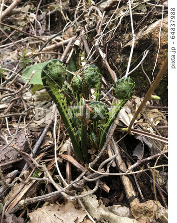 クサソテツ（コゴミ） Matteuccia struthiopteris 64837988