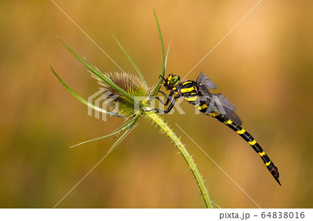 Big golden ringed dragonfly on green plant with spikes in summer at sunset 64838016