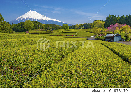 【静岡県】 富士山 茶畑 【静岡県】 富士山 茶畑 64838150