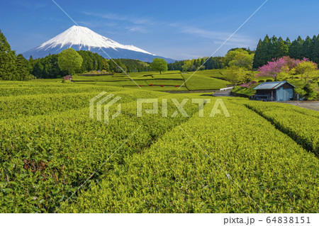 【静岡県】　富士山　茶畑　 64838151