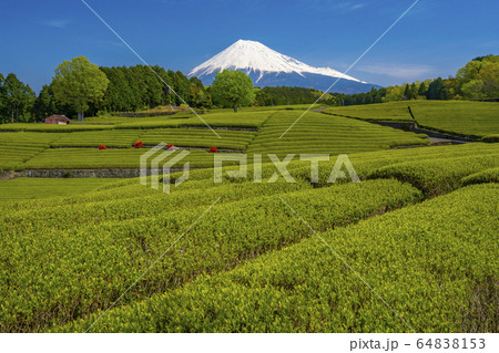 【静岡県】 富士山 茶畑 【静岡県】 富士山 茶畑 64838153