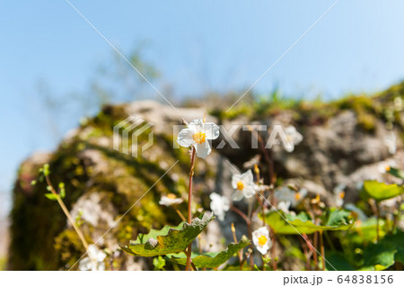 シラユキゲシ 64838156