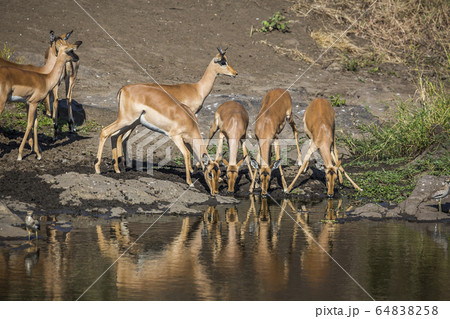Common Impala in Kruger National park, South Common Impala in Kruger National park, South 64838258