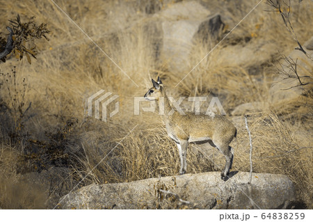 Klipspringer in Kruger National park, South Africa Klipspringer in Kruger National park, South Africa 64838259
