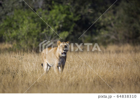 African lion in Kruger National park, South Africa 64838310