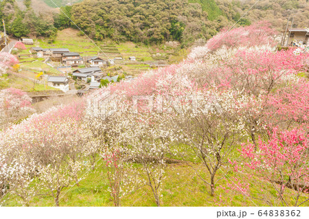 土佐の桃源郷 土佐の桃源郷 64838362