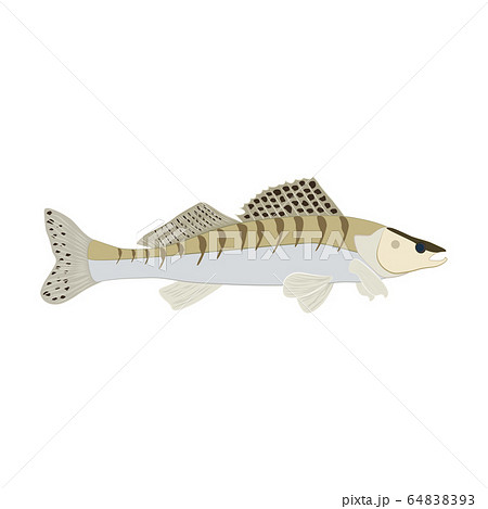Zander fish wild nderwater predator vector illustration 64838393